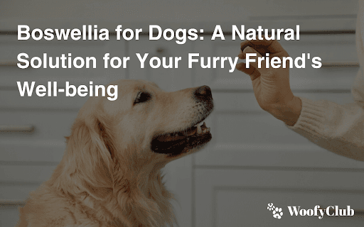 Boswellia For Dogs: A Natural Solution For Your Furry Friend's Well-being