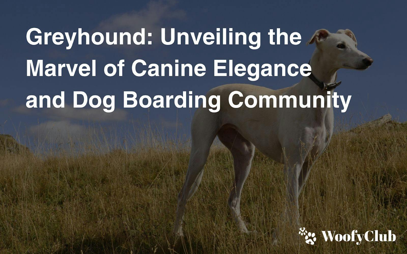 Greyhound: Unveiling The Marvel Of Canine Elegance And Dog Boarding Community