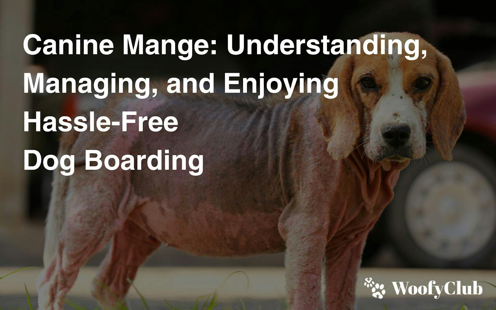 Canine Mange: Understanding, Managing, And Enjoying Hassle-Free Dog Boarding