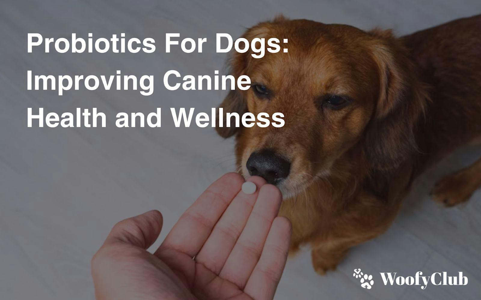 Probiotics For Dogs: Improving Canine Health And Wellness