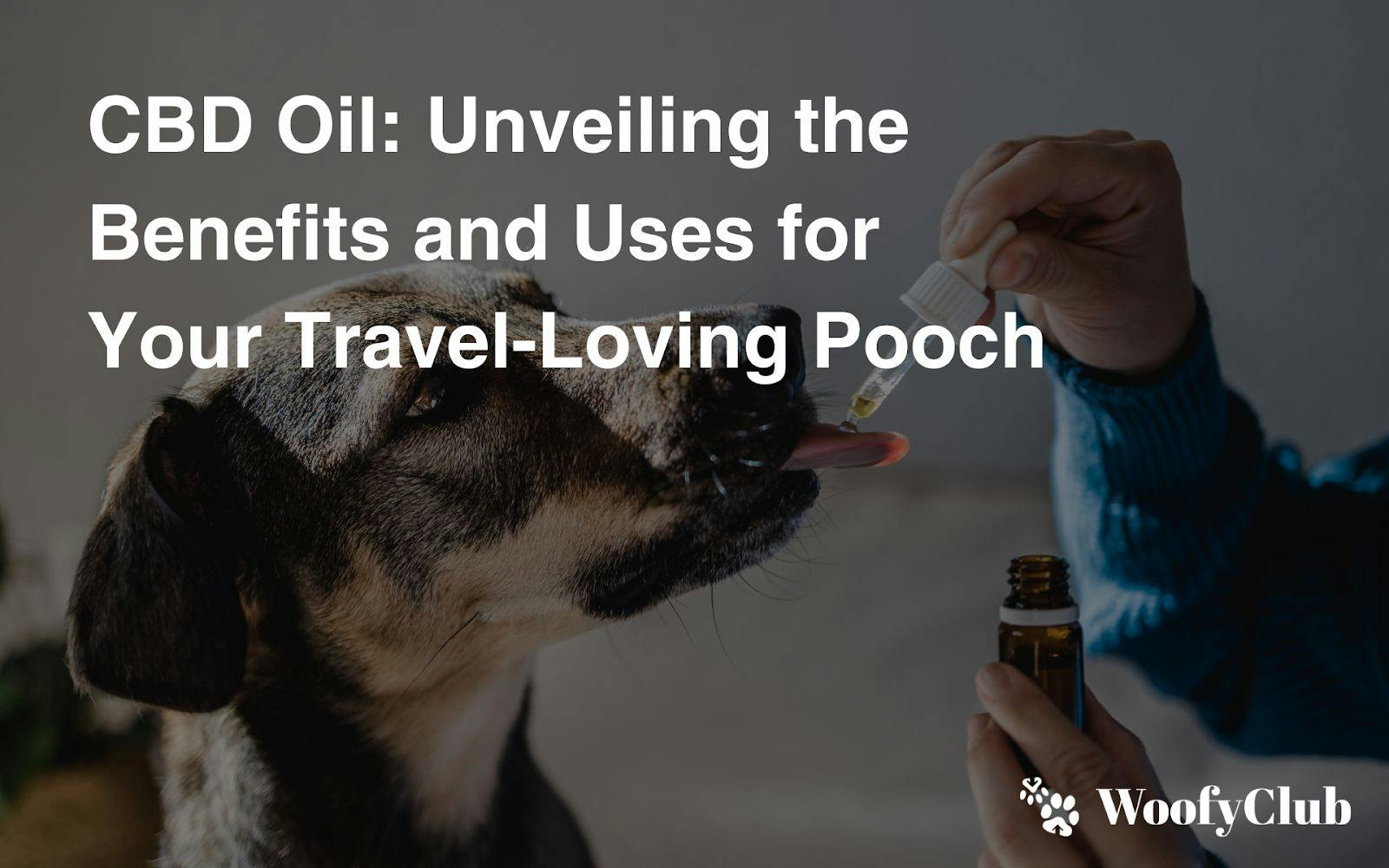 CBD Oil: Unveiling The Benefits And Uses For Your Travel-Loving Pooch
