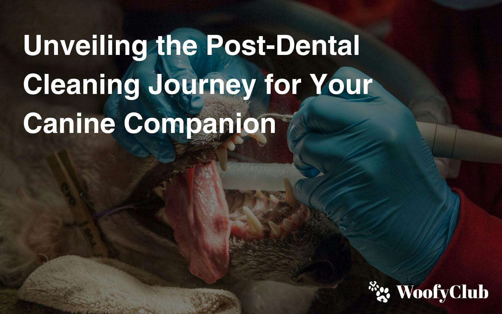 Unveiling The Post-Dental Cleaning Journey For Your Canine Companion