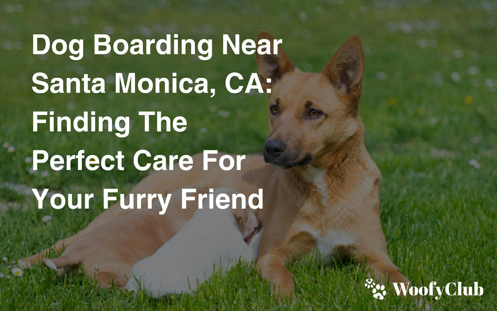 Dog Boarding Near Santa Monica, CA: Finding The Perfect Care For Your Furry Friend