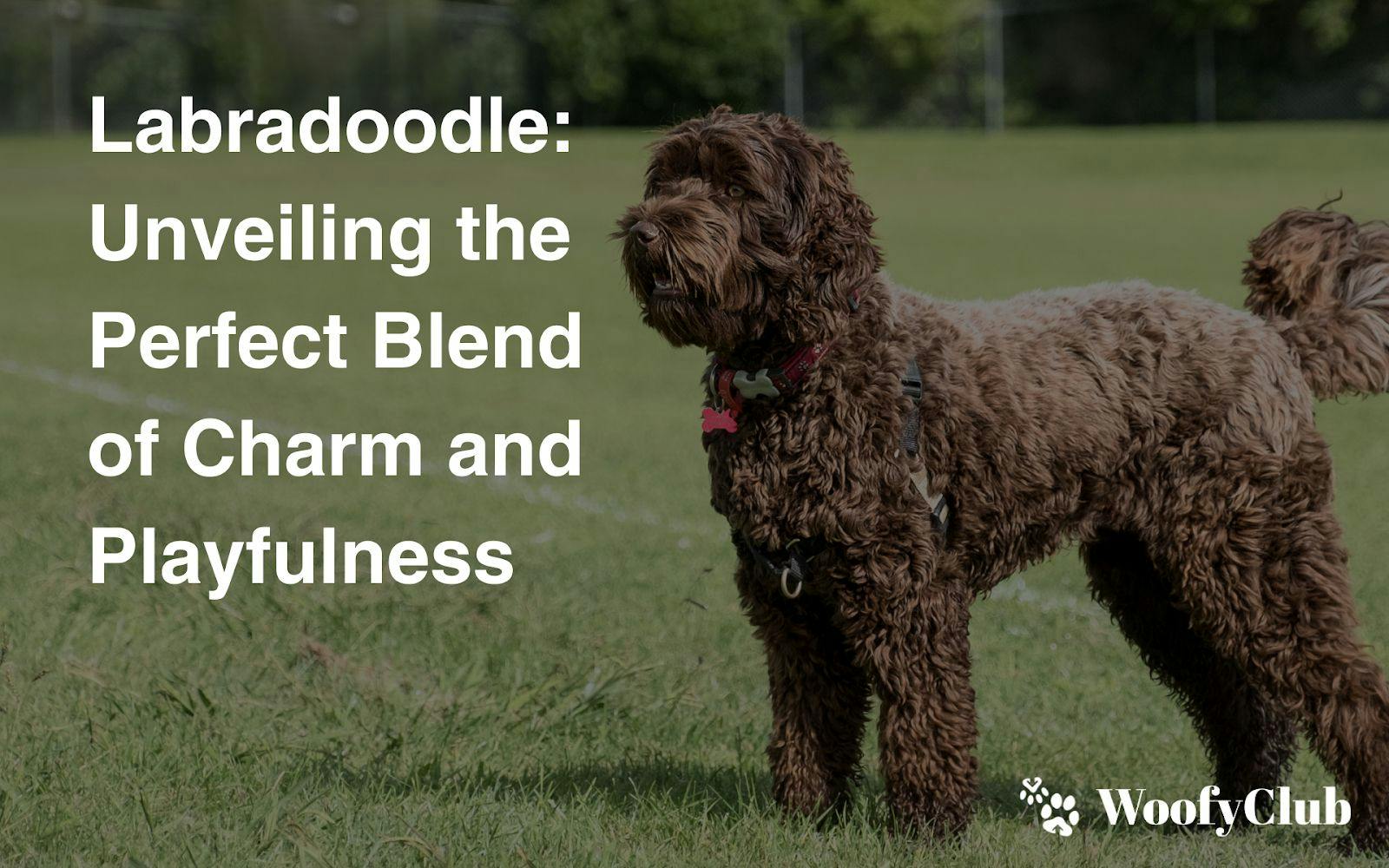 Labradoodle: Unveiling The Perfect Blend Of Charm And Playfulness