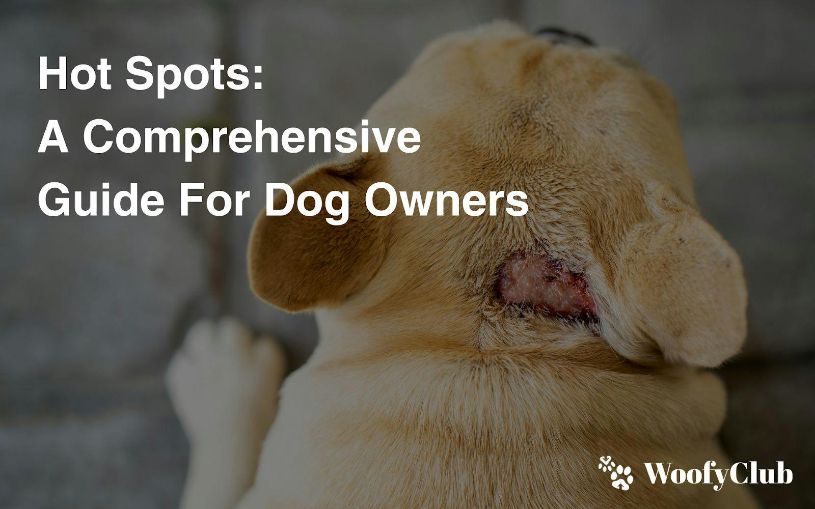 Hot Spots: A Comprehensive Guide For Dog Owners