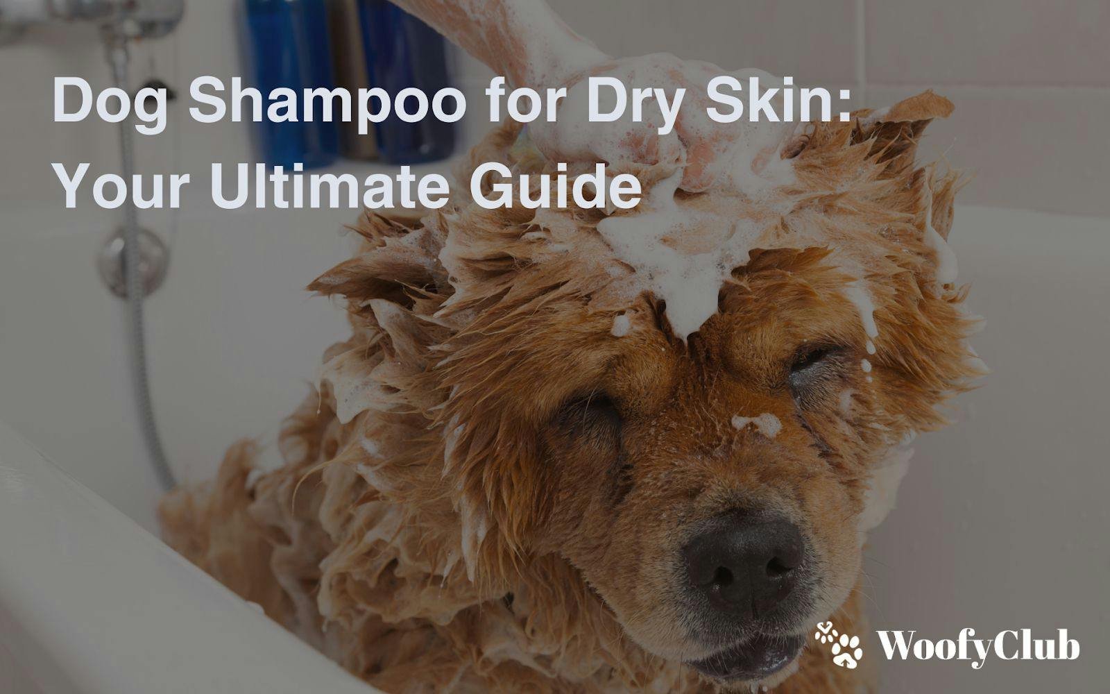 Dog Shampoo For Dry Skin: Your Ultimate Guide