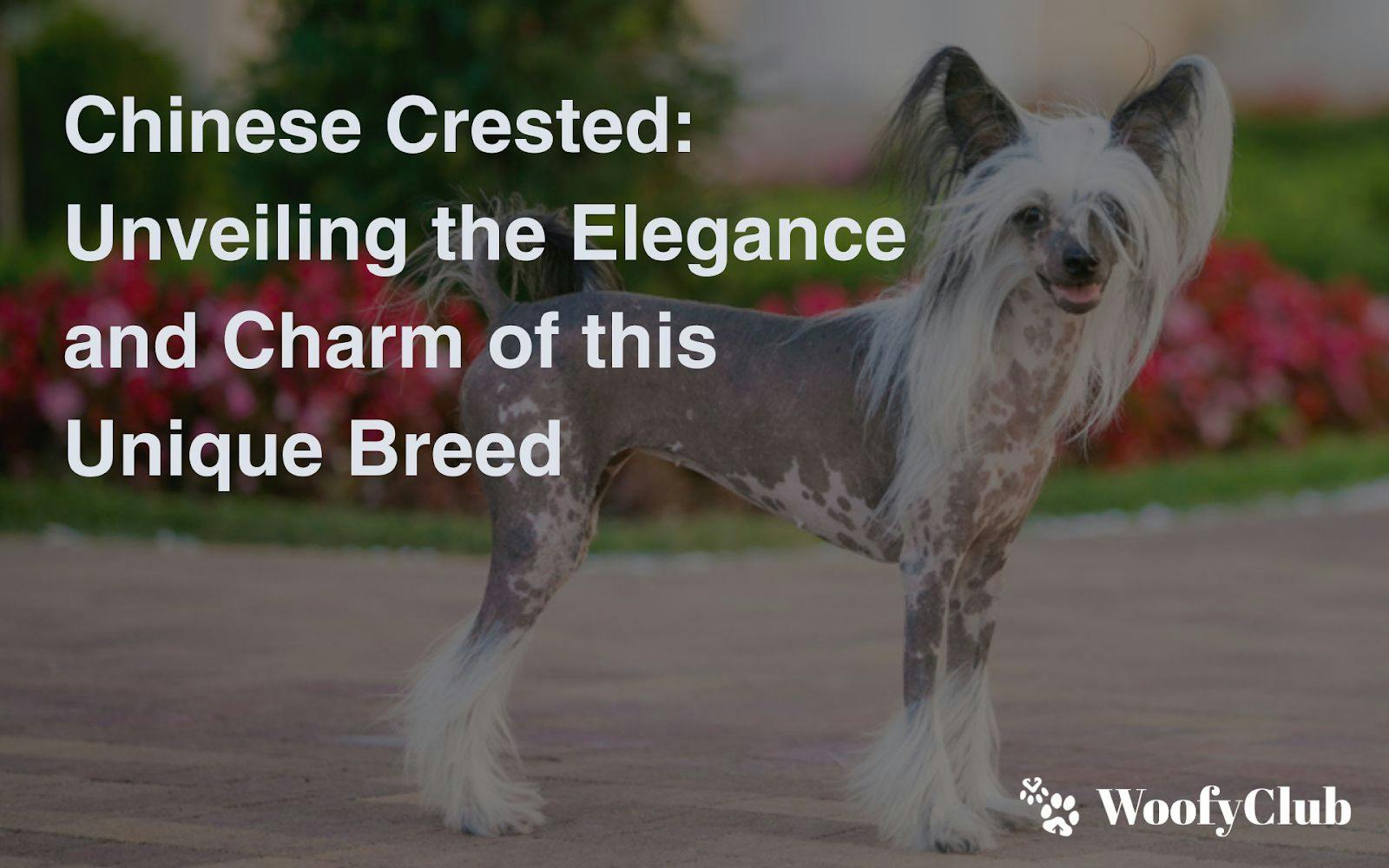 Chinese Crested: Unveiling The Elegance And Charm Of This Unique Breed