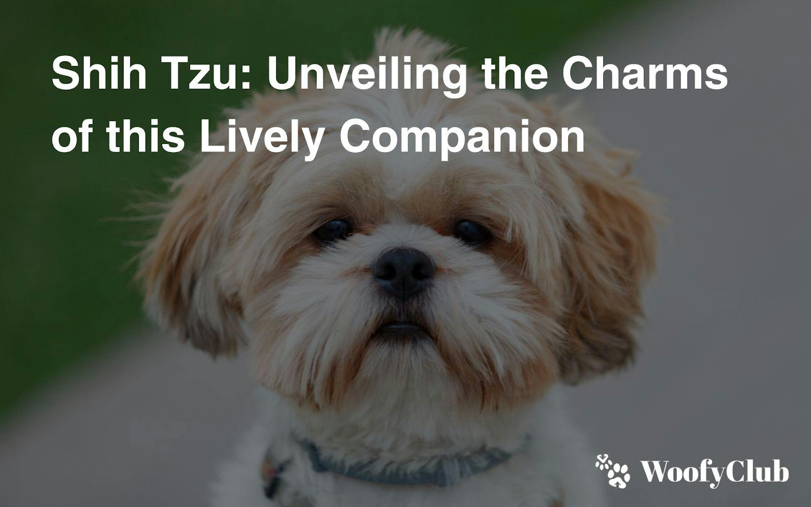 Shih Tzu: Unveiling The Charms Of This Lively Companion