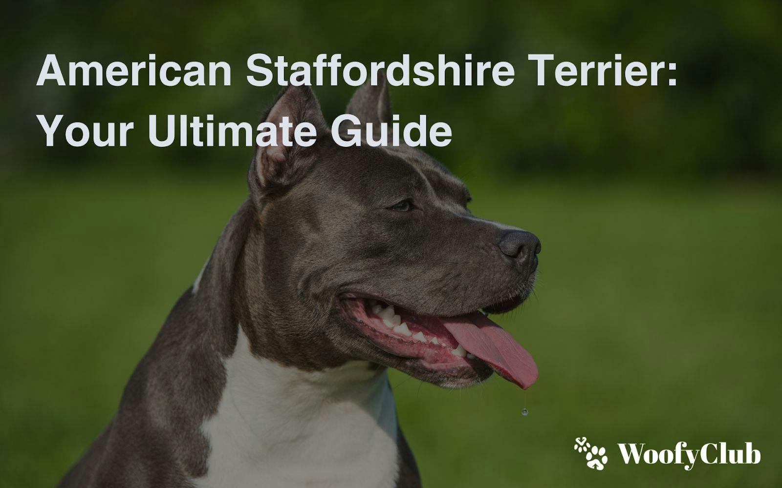 American Staffordshire Terrier: Your Ultimate Guide