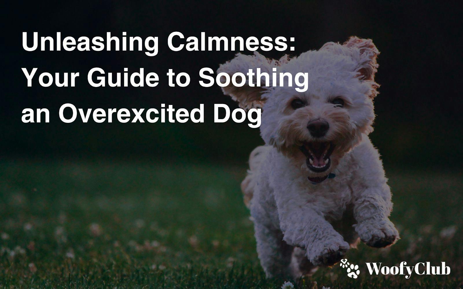 Unleashing Calmness: Your Guide To Soothing An Overexcited Dog
