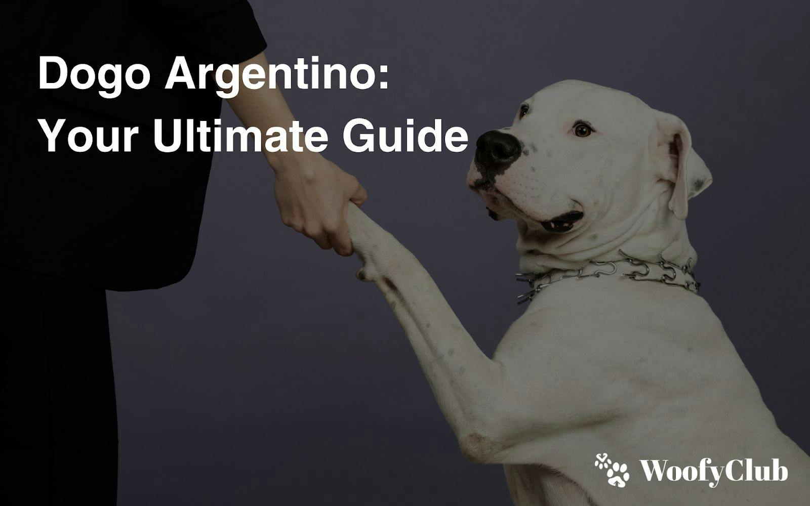 Dogo Argentino: Your Ultimate Guide