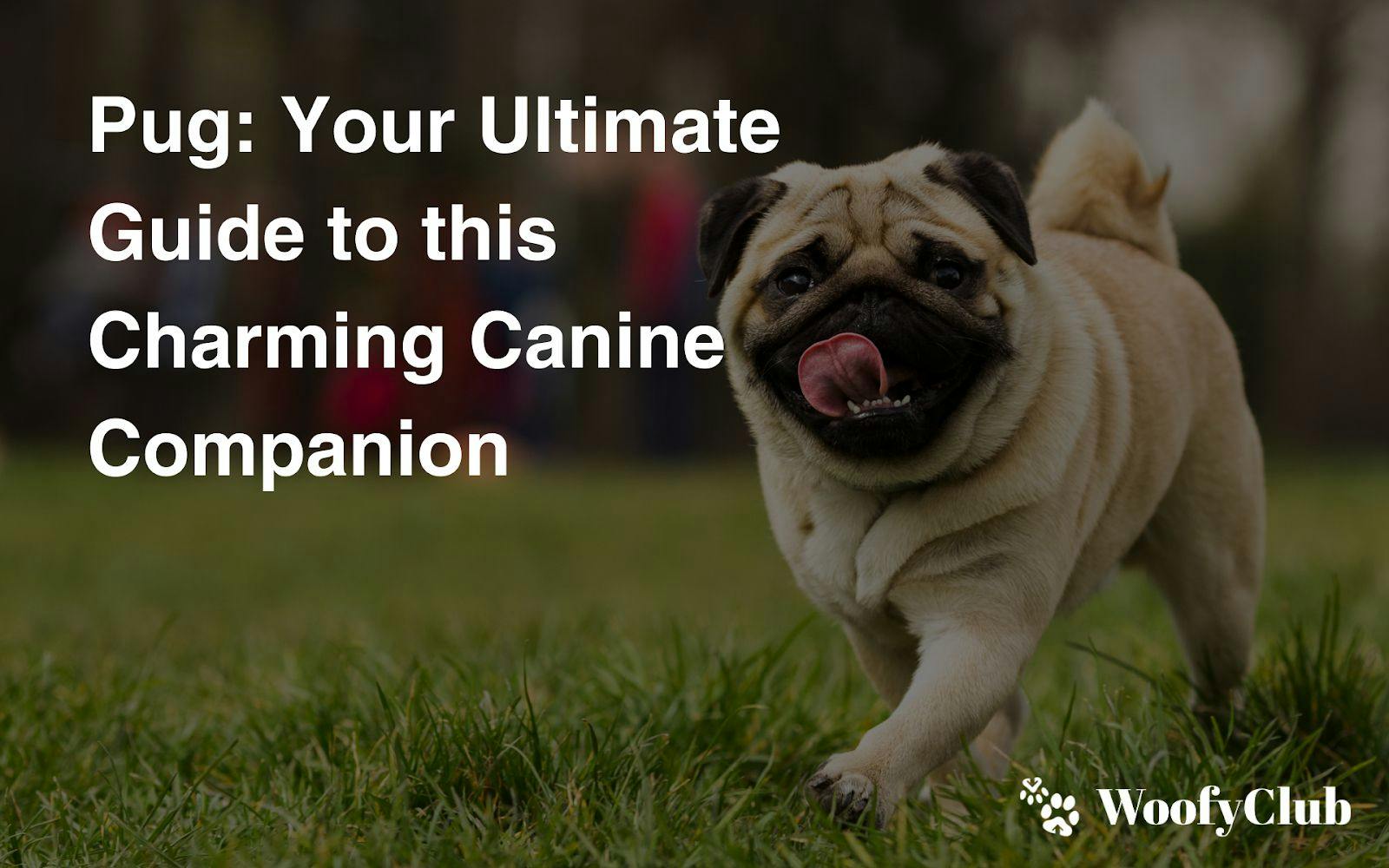 Pug: Your Ultimate Guide To This Charming Canine Companion