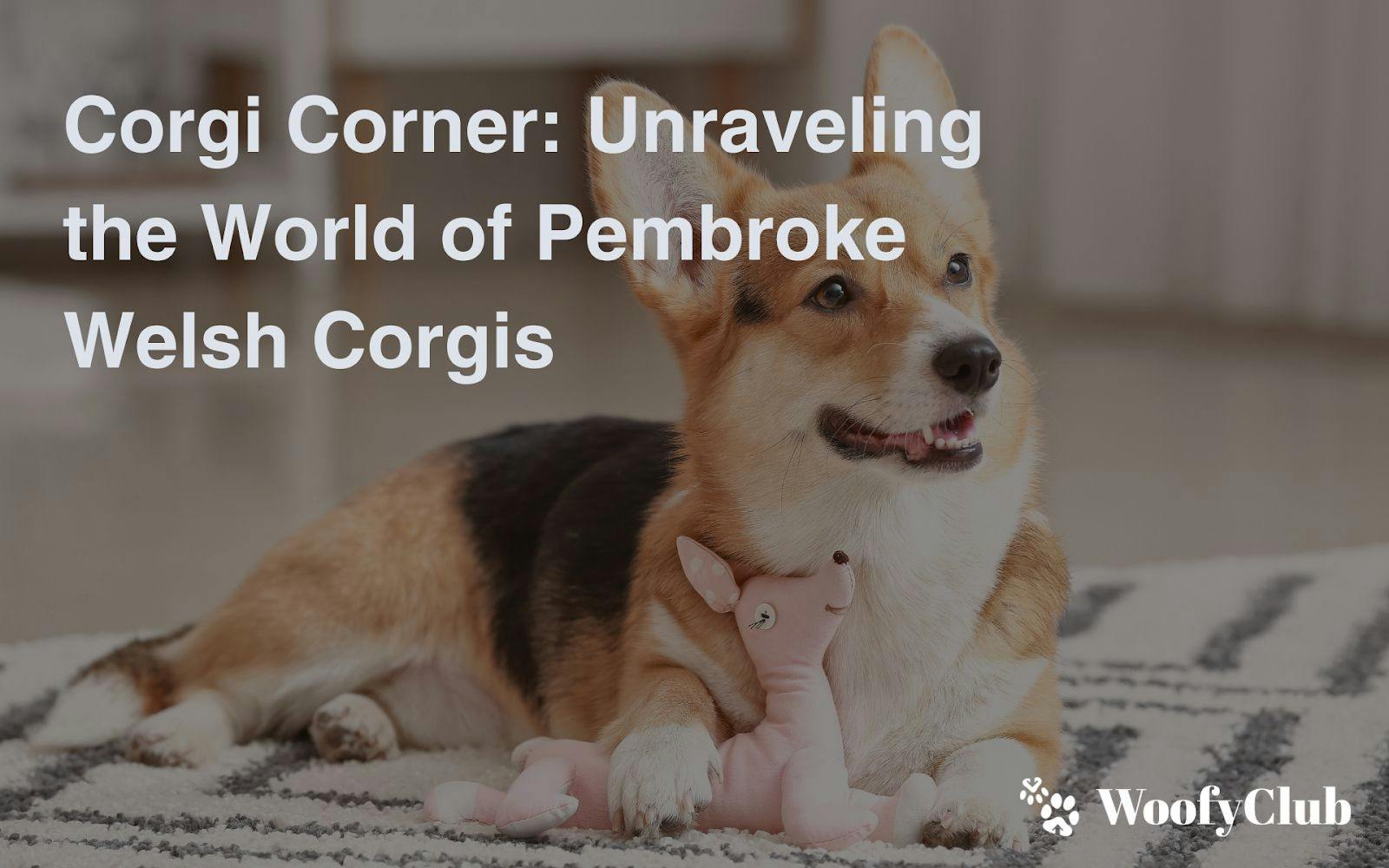 Corgi Corner: Unraveling The World Of Pembroke Welsh Corgis