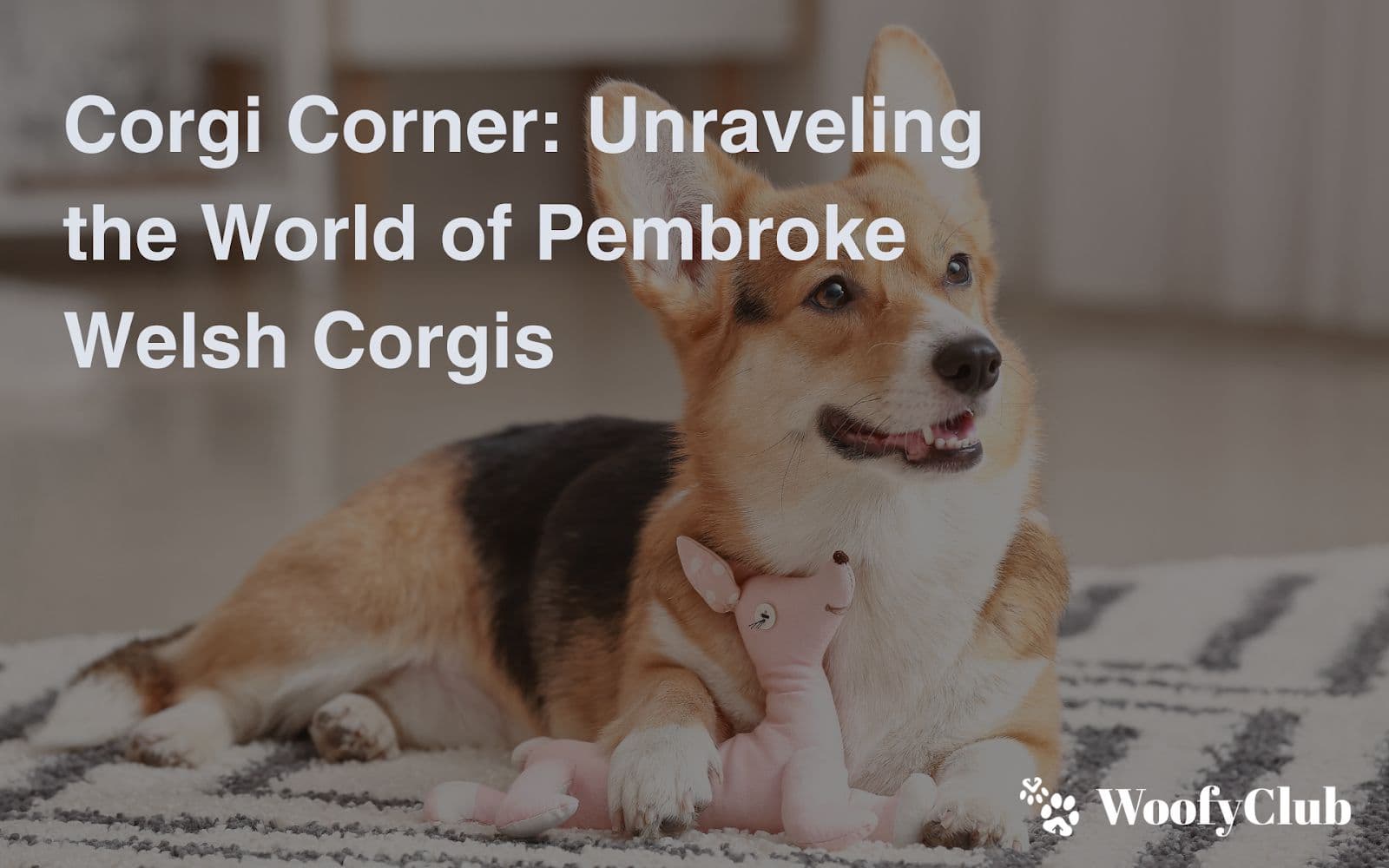 Corgi Corner: Unraveling The World Of Pembroke Welsh Corgis