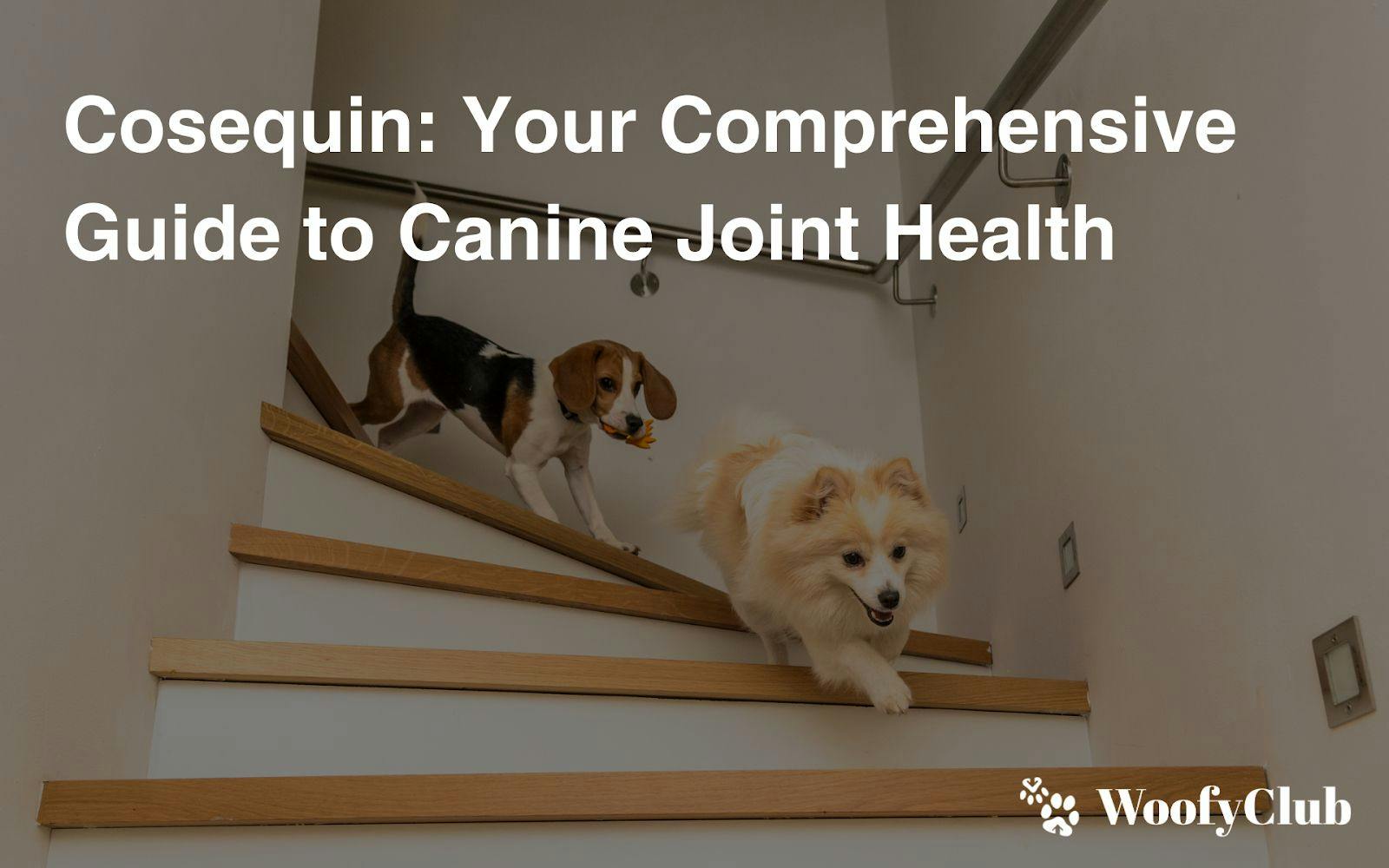 Cosequin: Your Comprehensive Guide To Canine Joint Health