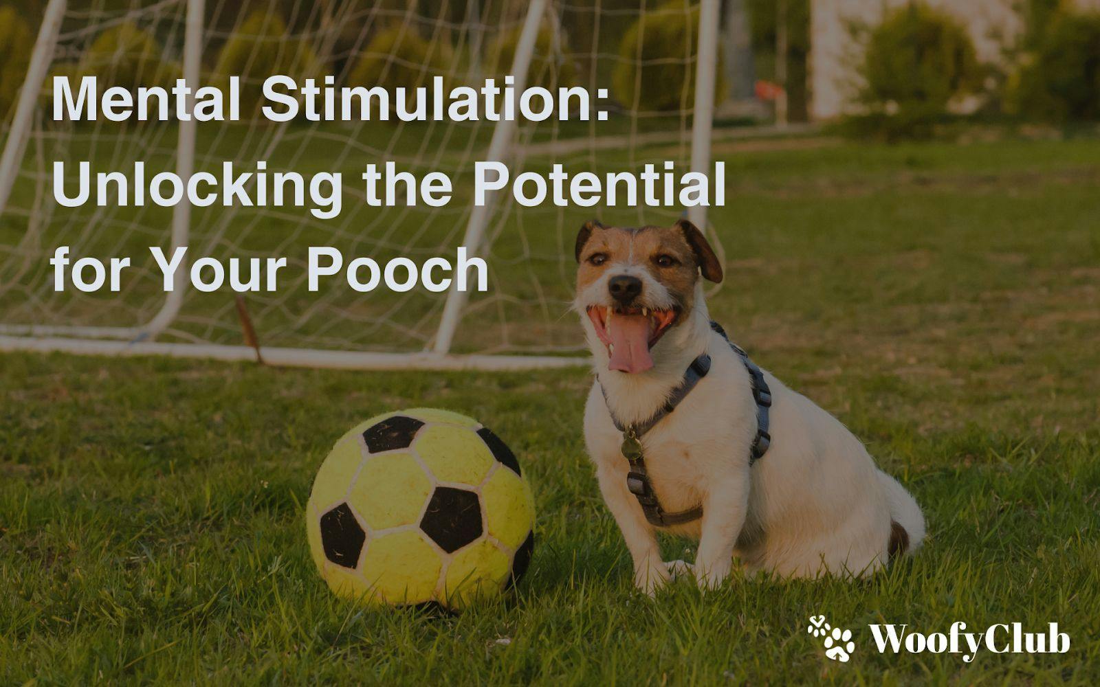 Mental Stimulation: Unlocking The Potential For Your Pooch