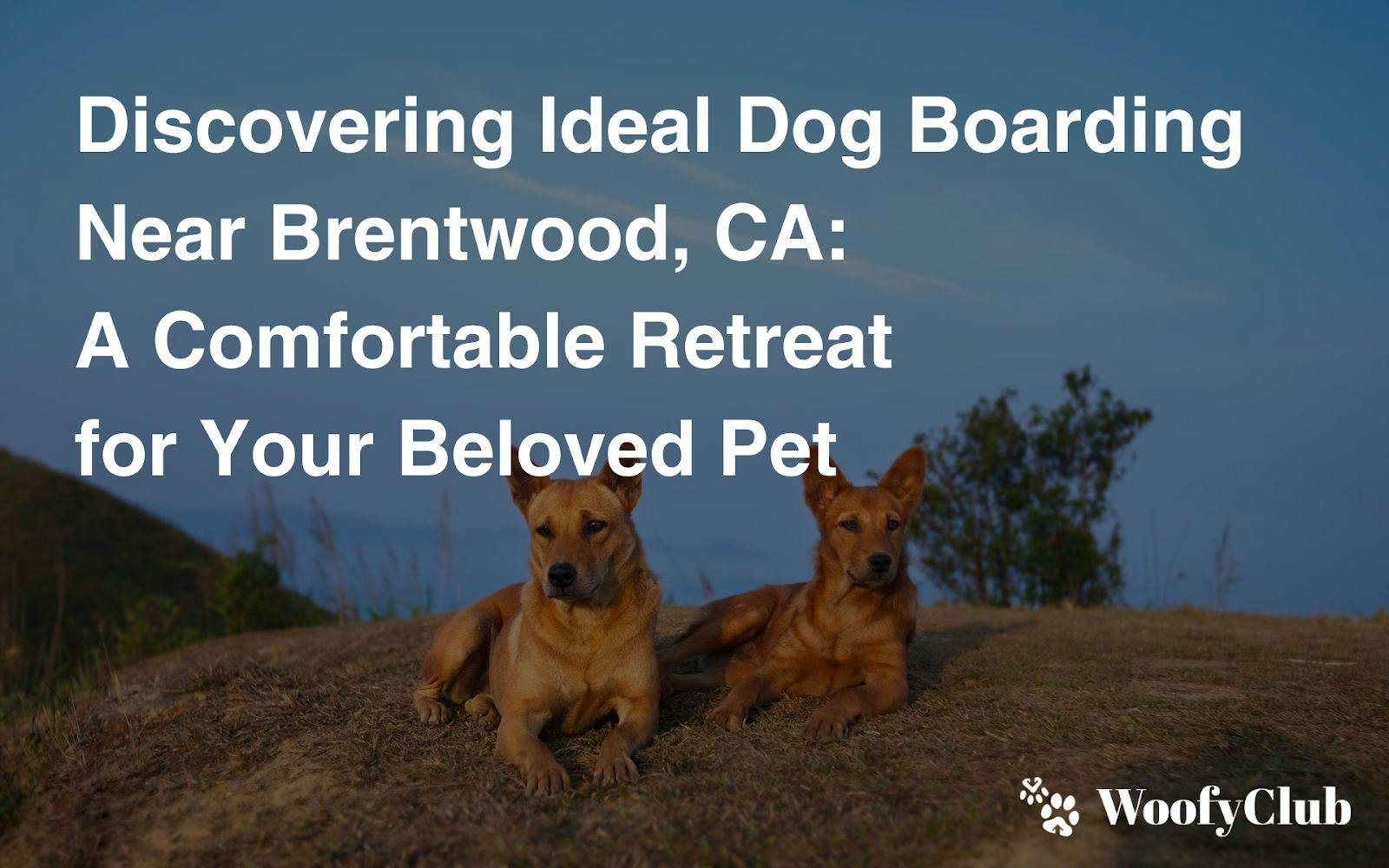 Discovering Ideal Dog Boarding Near Brentwood, CA: A Comfortable Retreat For Your Beloved Pet