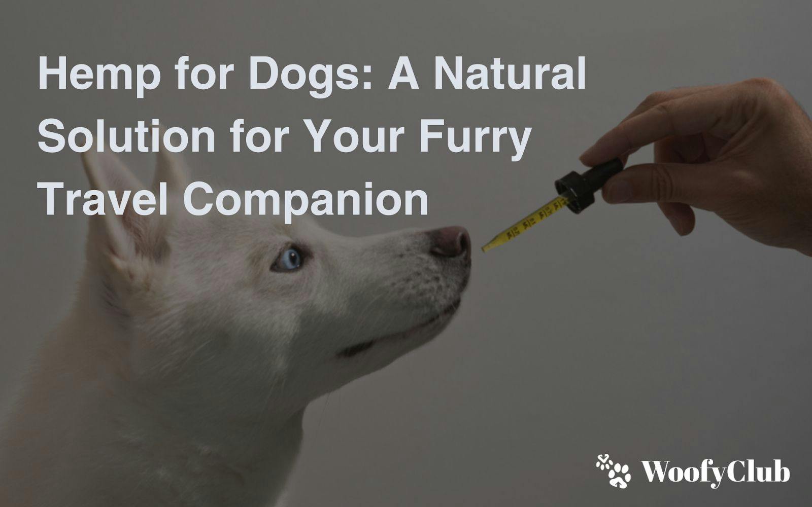 Hemp For Dogs: A Natural Solution For Your Furry Travel Companion