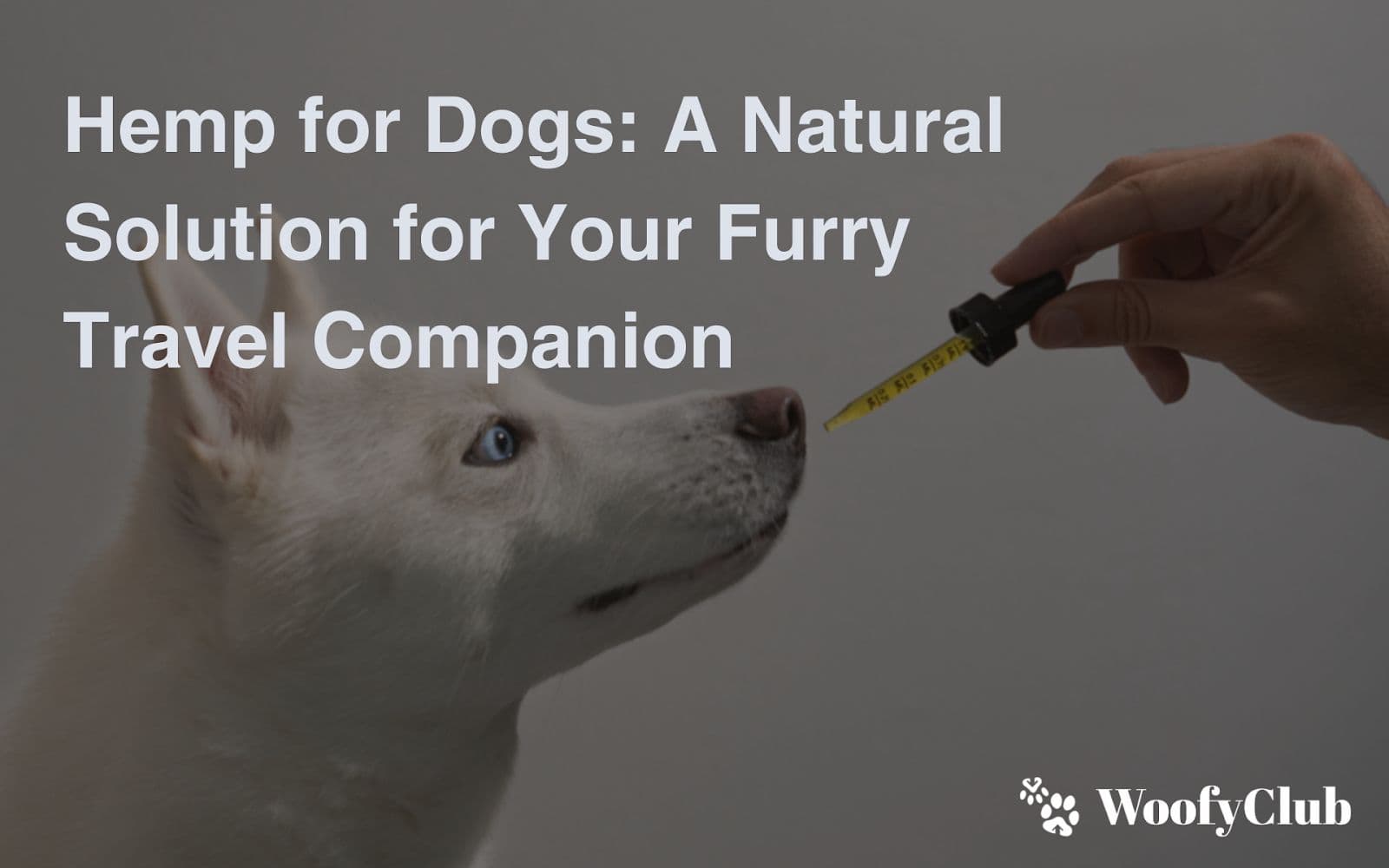 Hemp For Dogs: A Natural Solution For Your Furry Travel Companion