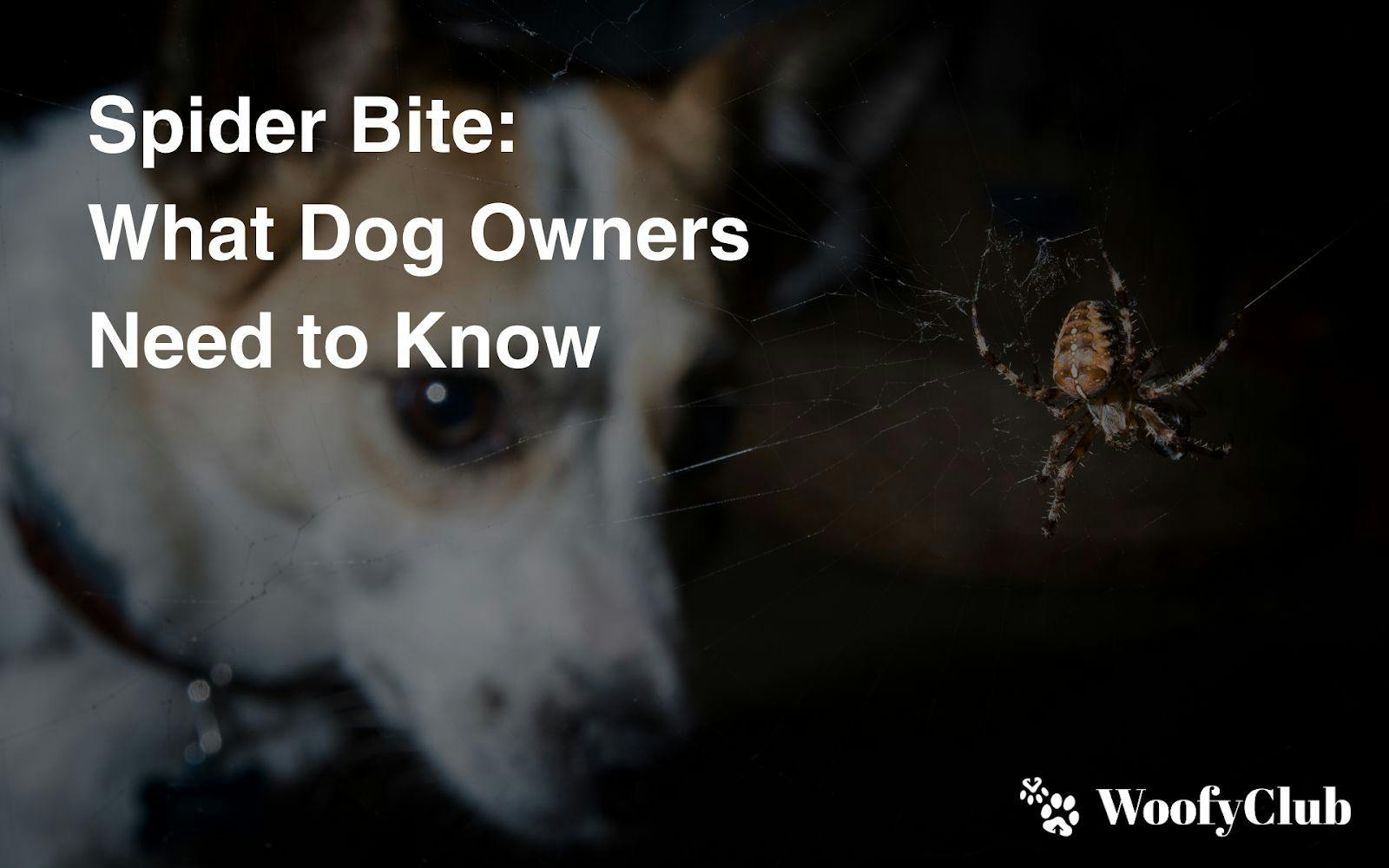 Spider Bite: What Dog Owners Need To Know