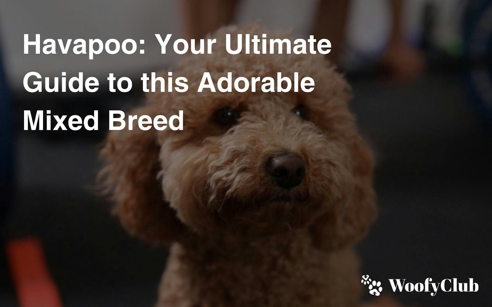 Havapoo: Your Ultimate Guide To This Adorable Mixed Breed