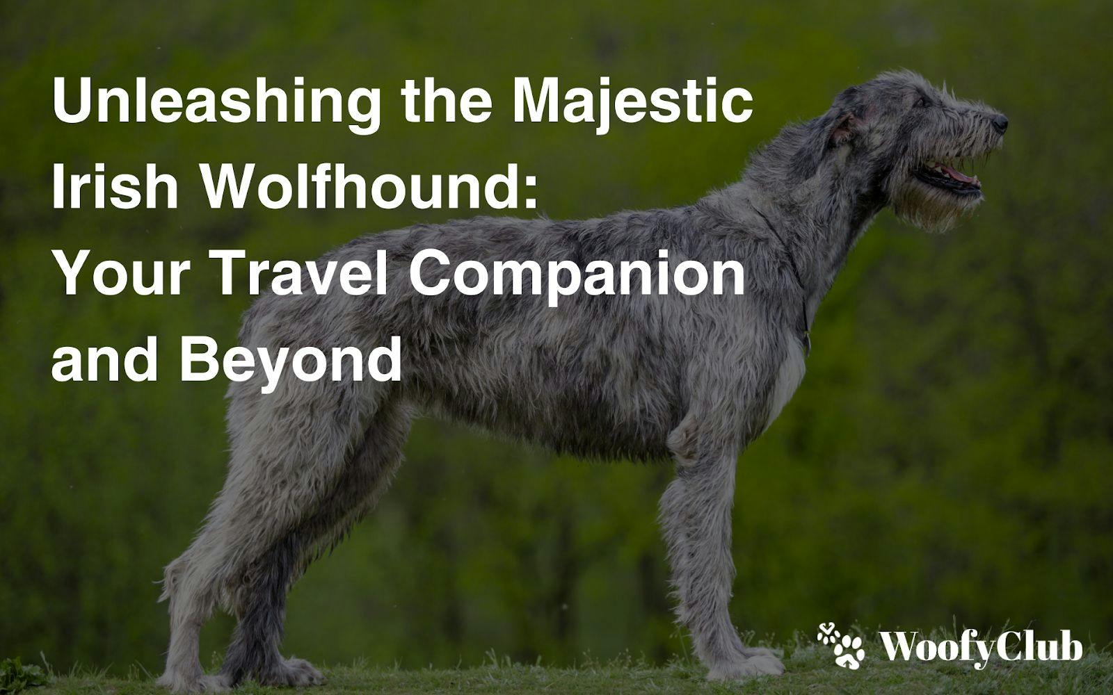 Unleashing The Majestic Irish Wolfhound: Your Travel Companion And Beyond
