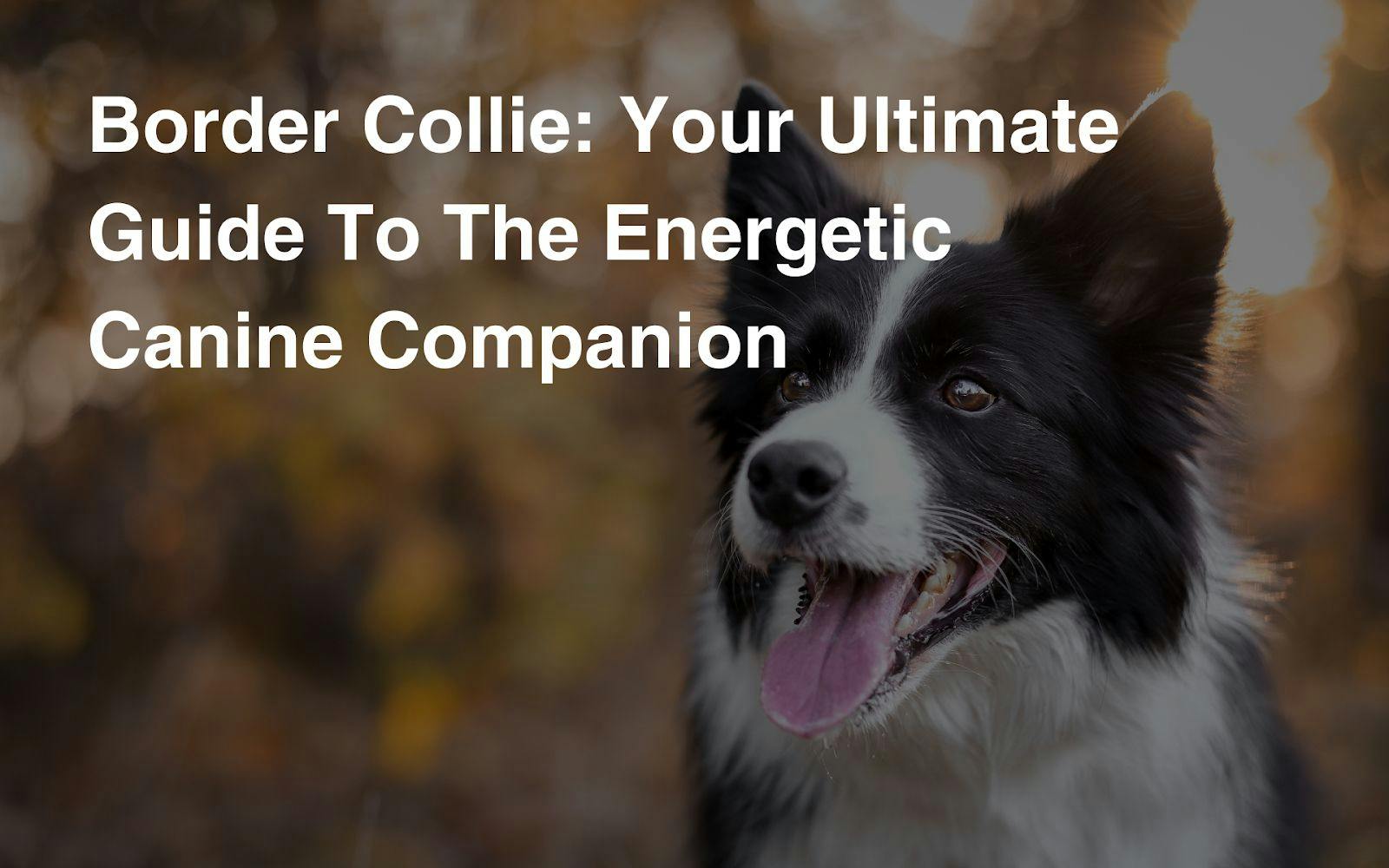 Border Collie: Your Ultimate Guide To The Energetic Canine Companion