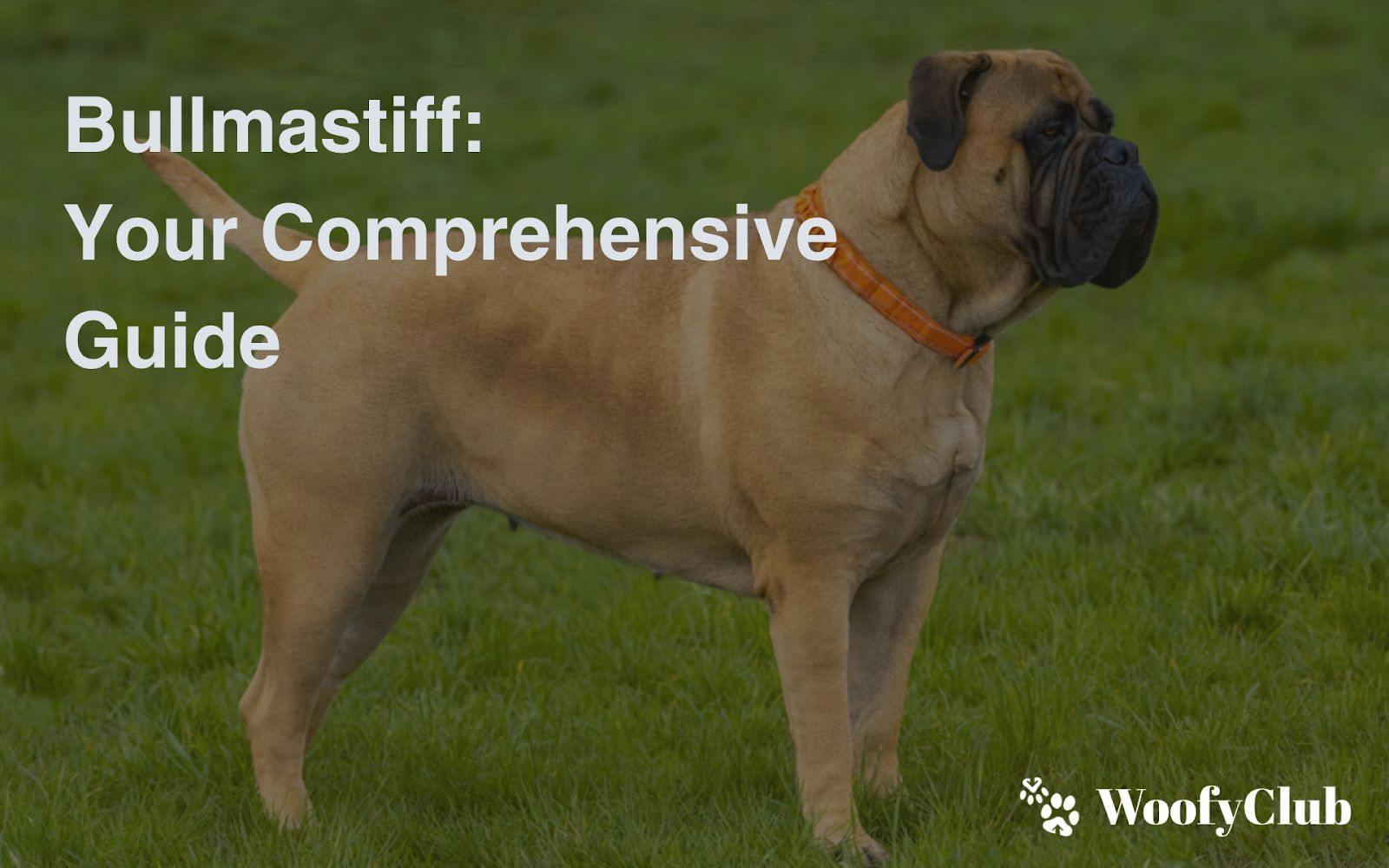 Bullmastiff: Your Comprehensive Guide