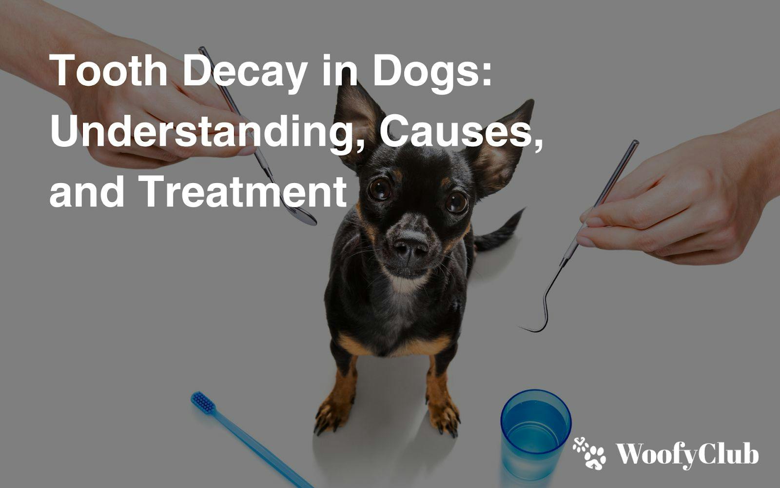 Tooth Decay In Dogs: Understanding, Causes, And Treatment