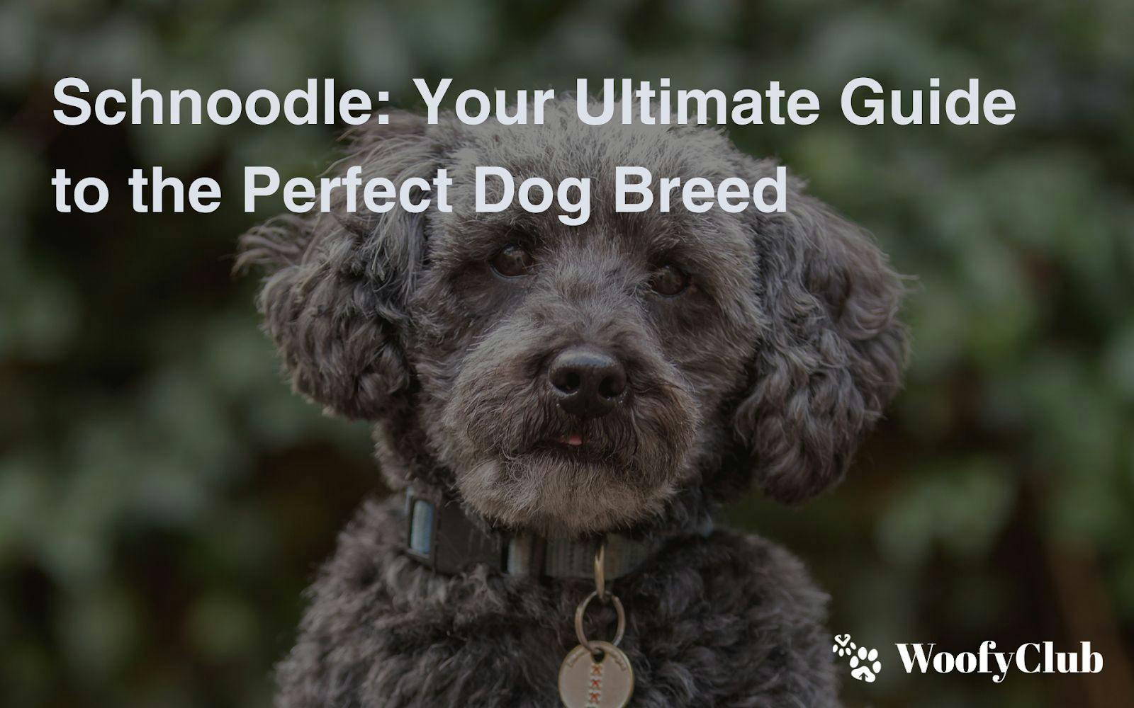 Schnoodle: Your Ultimate Guide To The Perfect Dog Breed