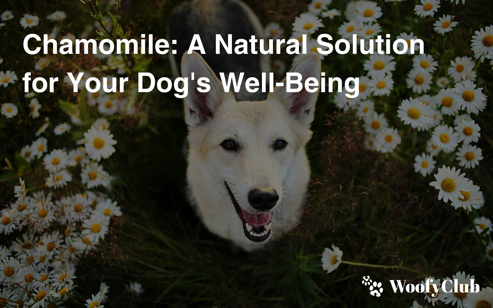 Chamomile: A Natural Solution For Your Dog's Well-Being