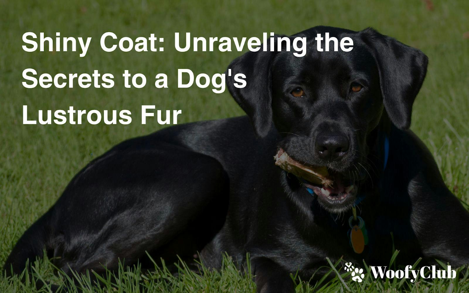 Shiny Coat: Unraveling The Secrets To A Dog's Lustrous Fur