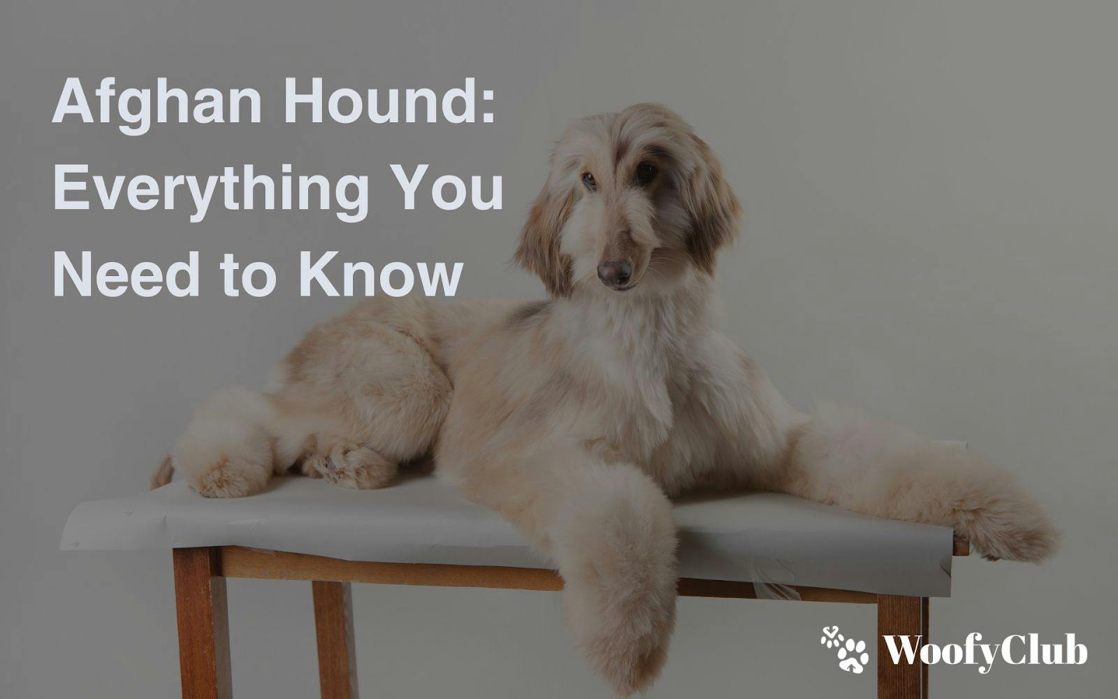 Afghan Hound: Everything You Need To Know