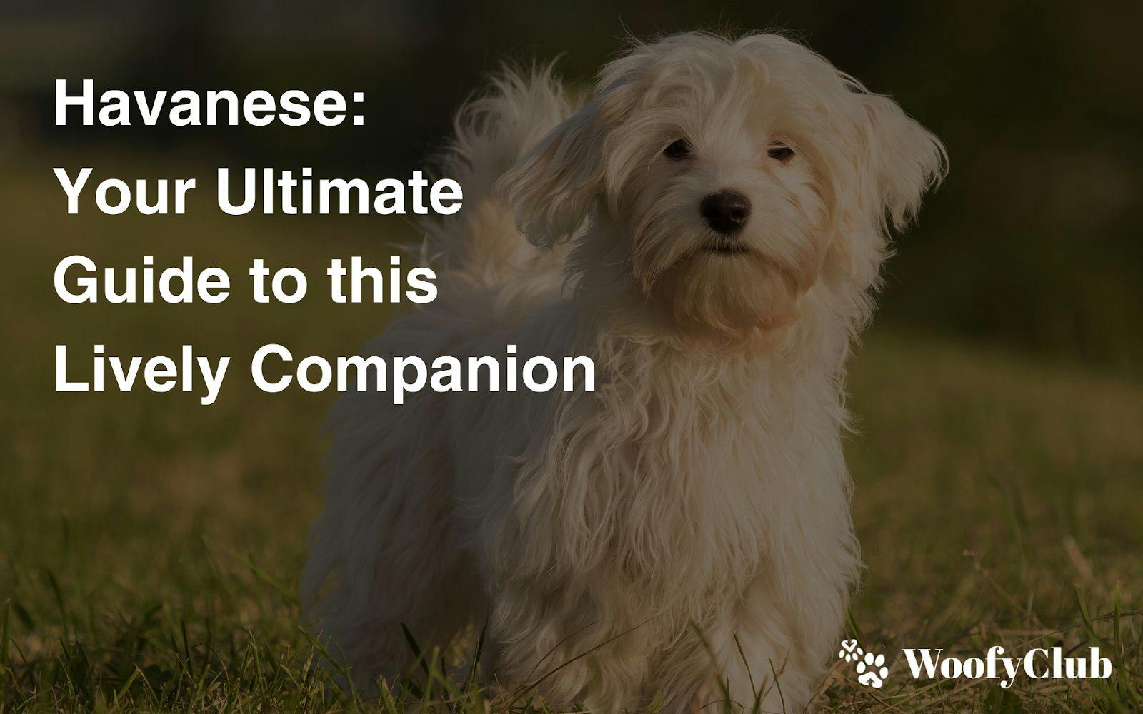 Havanese: Your Ultimate Guide To This Lively Companion