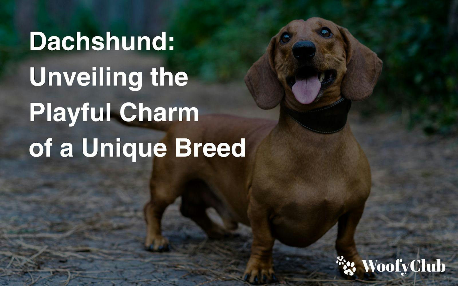 Dachshund: Unveiling The Playful Charm Of A Unique Breed