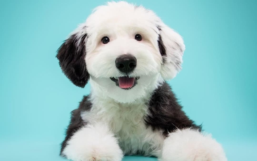 Sheepadoodle: The Ultimate Guide | WoofyClub