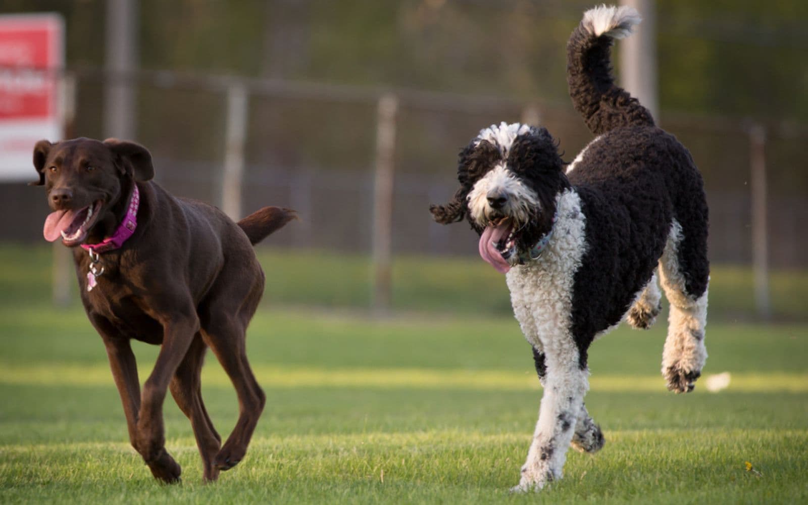Sheepadoodle: The Ultimate Guide | WoofyClub