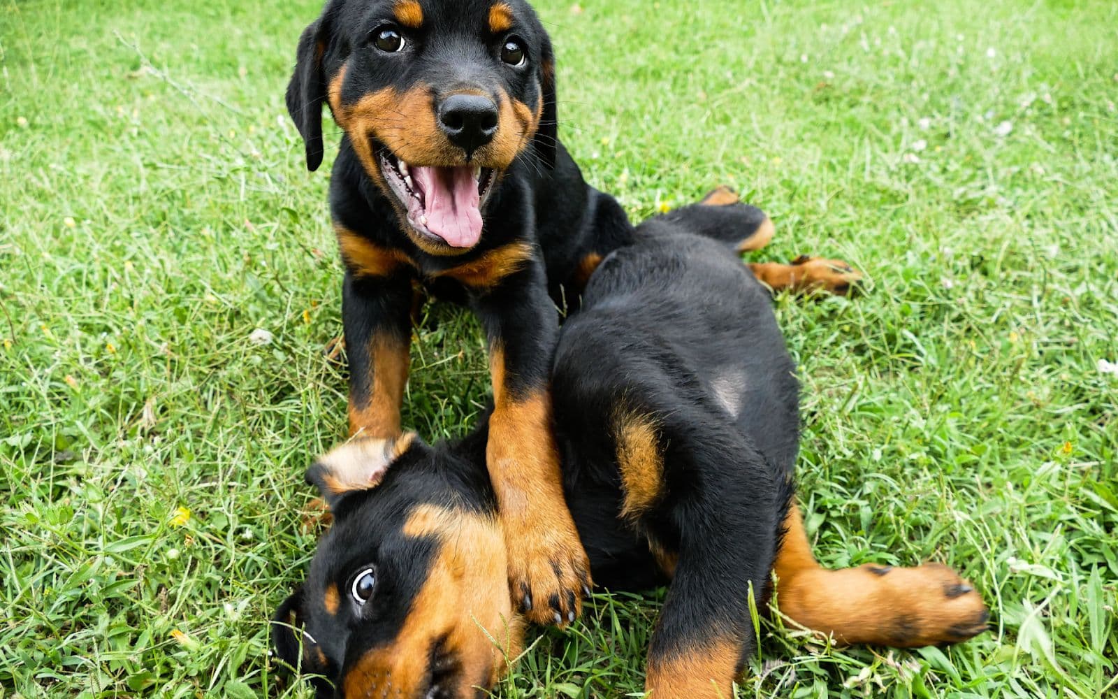 5 Rottweilers Unleashing The Majesty Of Rottweilers: Your Complete Guide To This ...